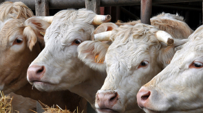 Covid 19 e carne - Tecnologie&Sistemi