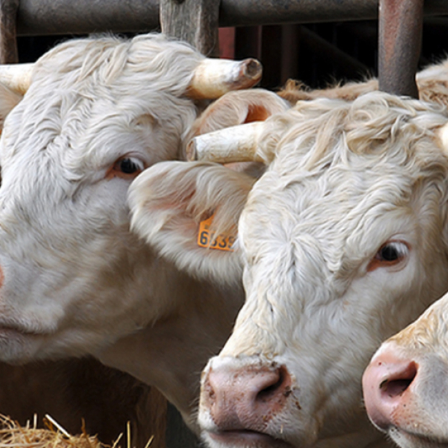 Covid 19 e carne - Tecnologie&Sistemi