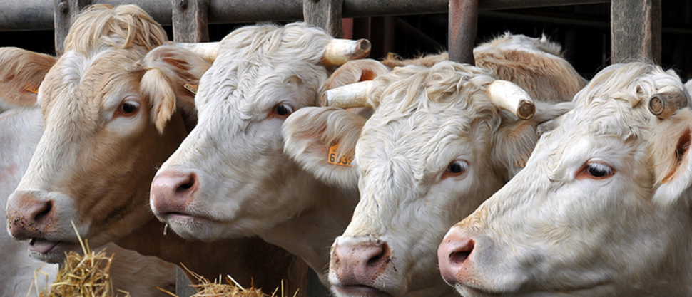 Covid 19 e carne - Tecnologie&Sistemi